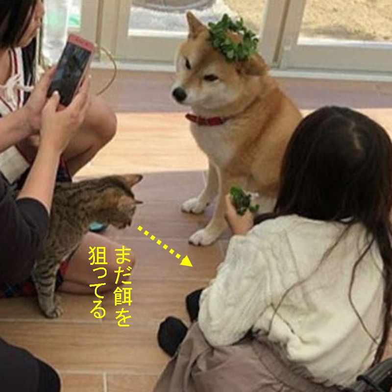 f:id:zutarou:20191206201524j:plain