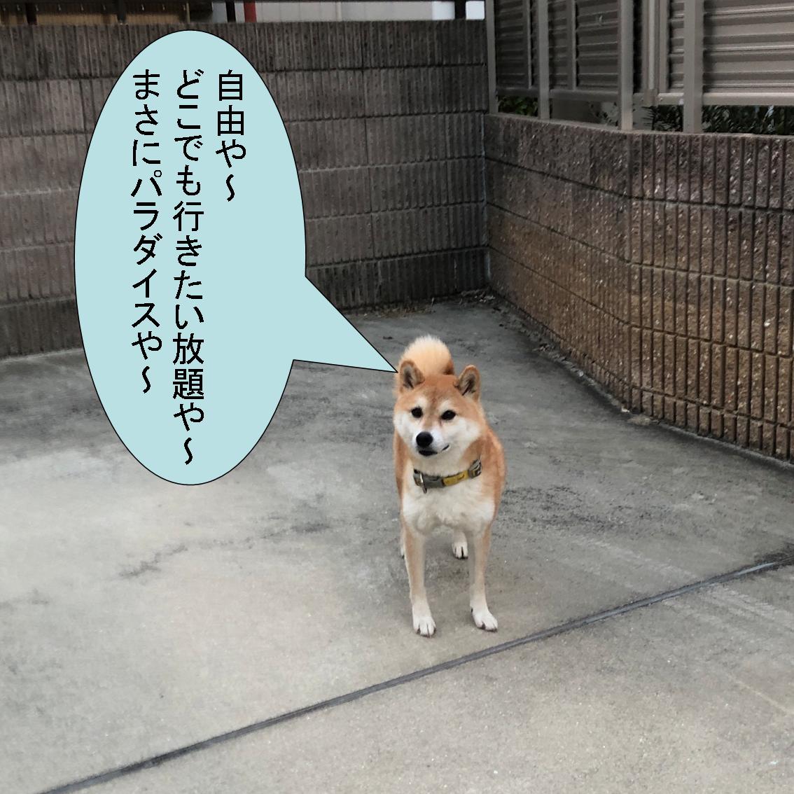 f:id:zutarou:20191207174831j:plain