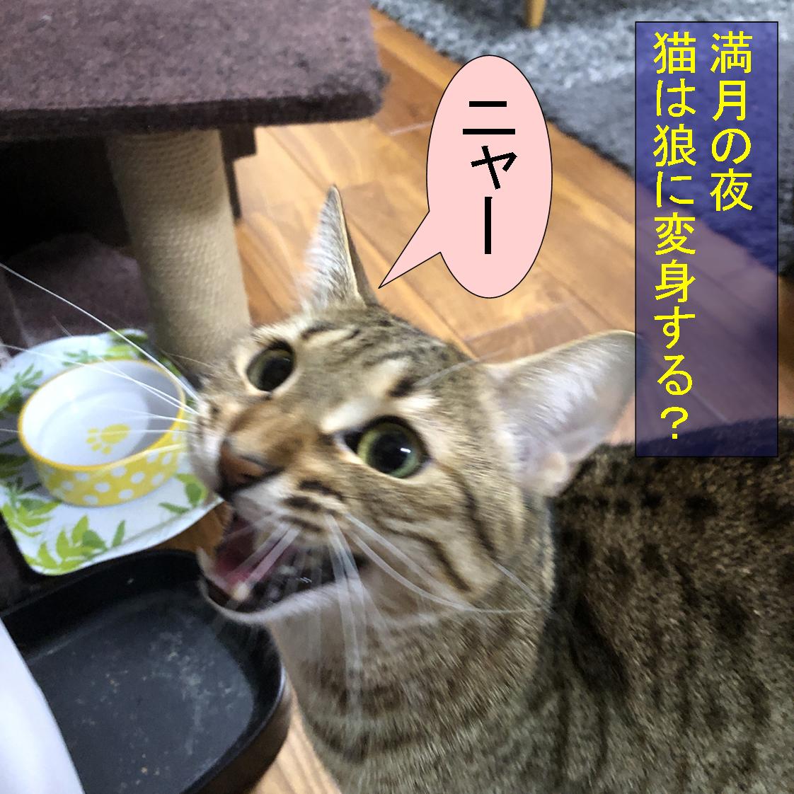 f:id:zutarou:20191207175154j:plain