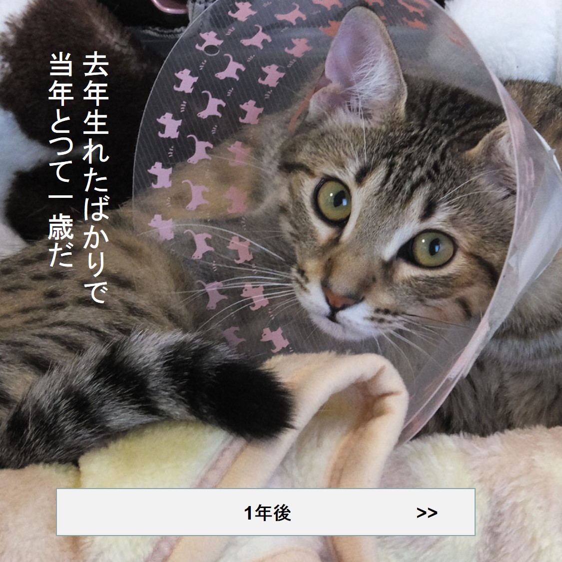 f:id:zutarou:20191207180652j:plain