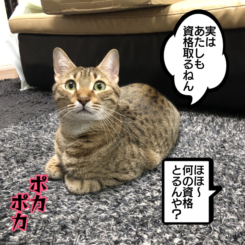 f:id:zutarou:20191209000448j:plain