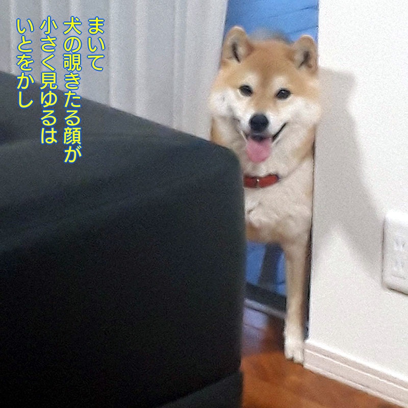 f:id:zutarou:20191209225433j:plain