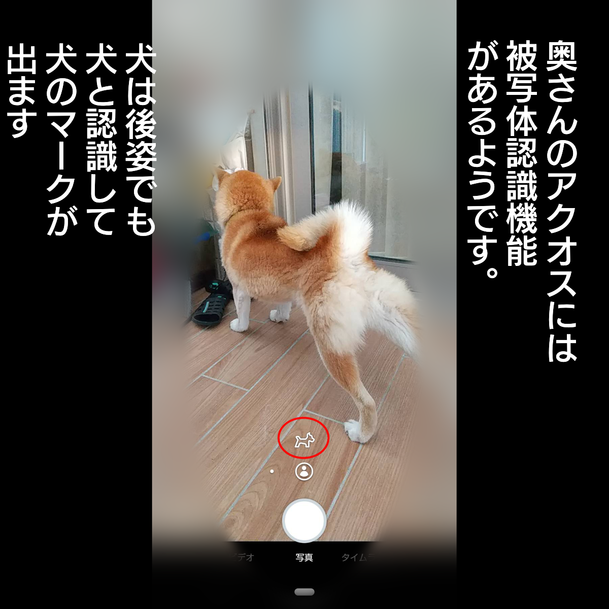 f:id:zutarou:20200201180109p:plain