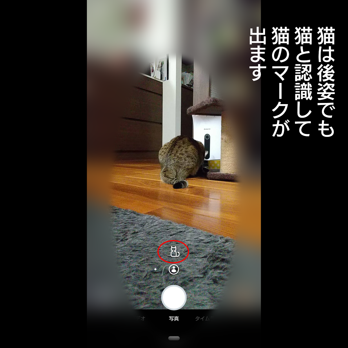 f:id:zutarou:20200201180121p:plain