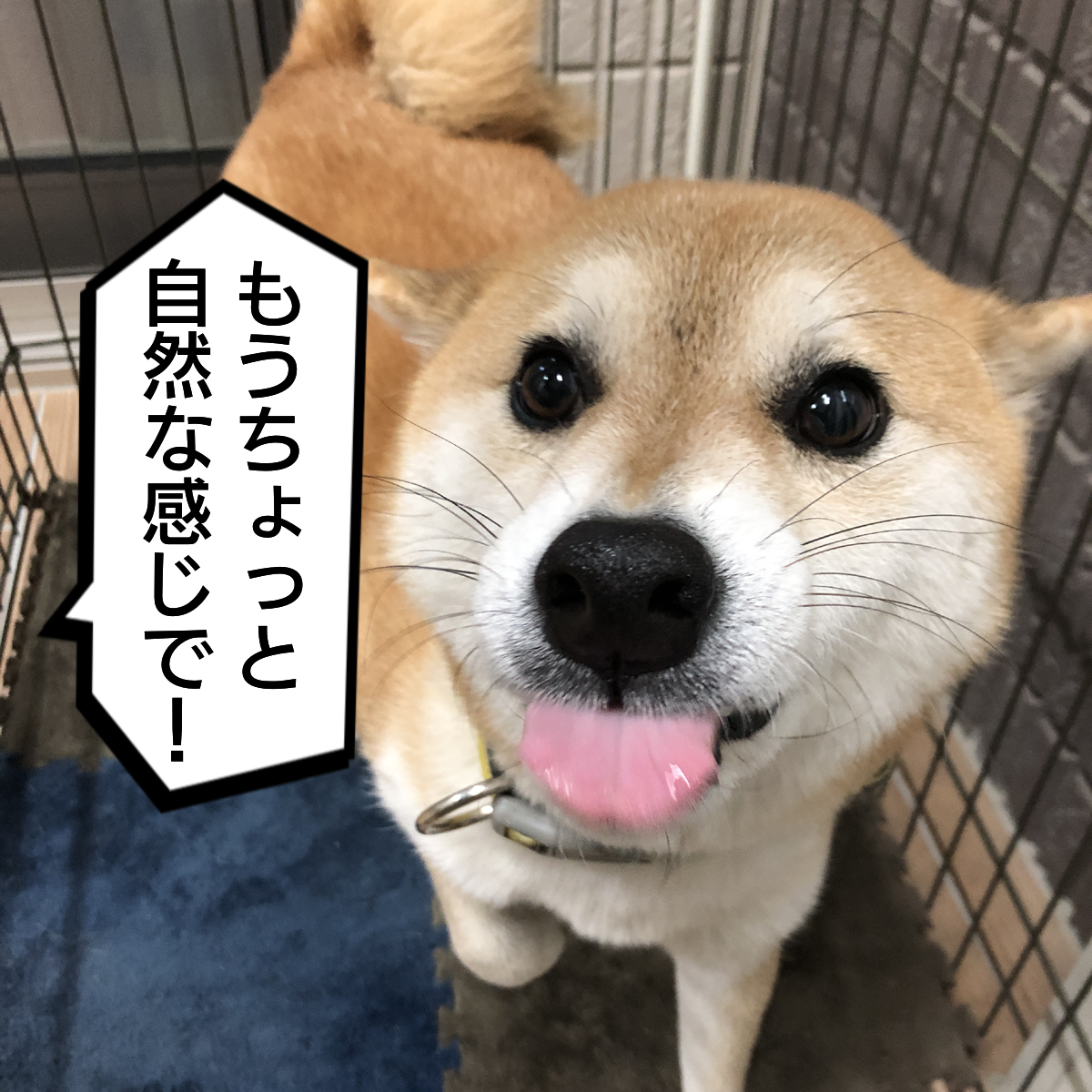 f:id:zutarou:20200211222202p:plain