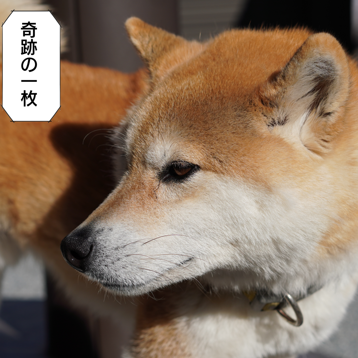 f:id:zutarou:20200211222240p:plain