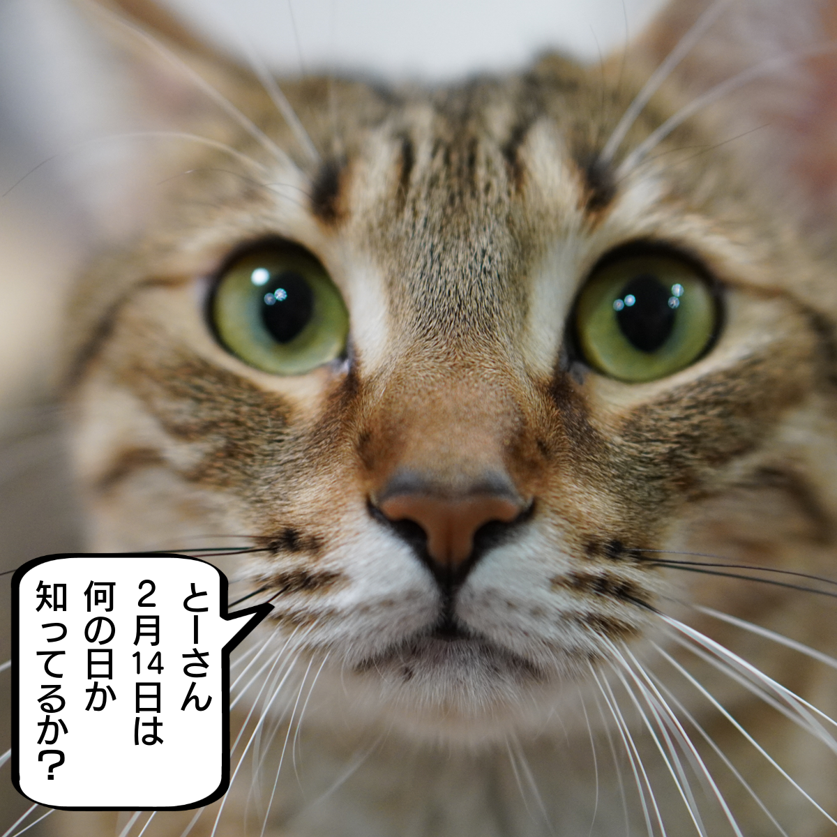 f:id:zutarou:20200214221125p:plain