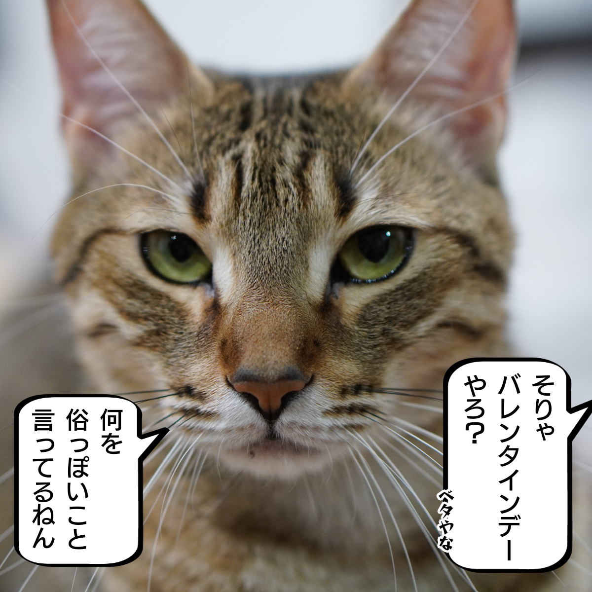 f:id:zutarou:20200214221140p:plain