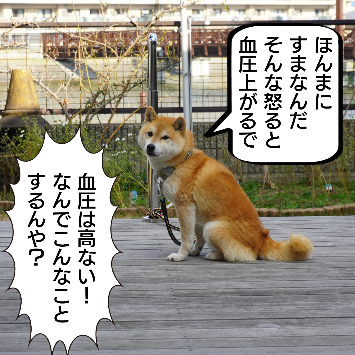 f:id:zutarou:20200216090025p:plain