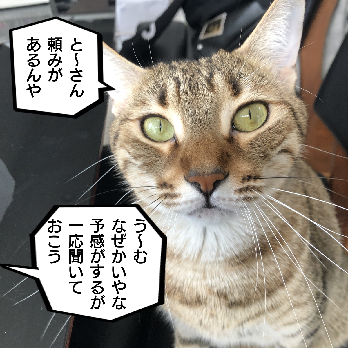 f:id:zutarou:20200219215613p:plain