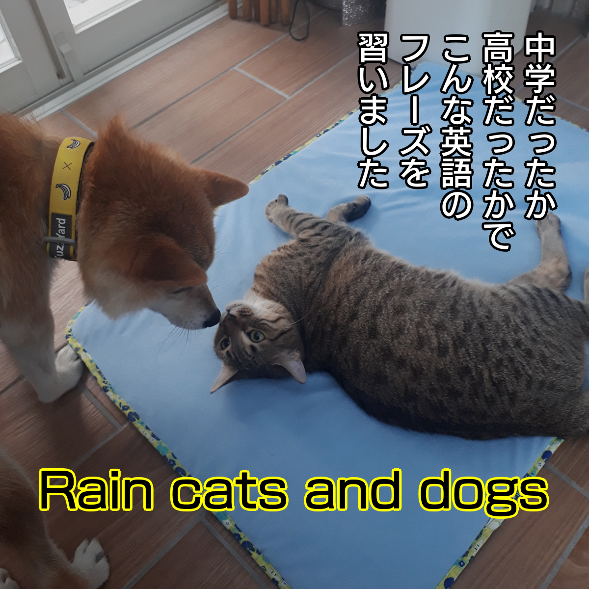 f:id:zutarou:20200226214324p:plain