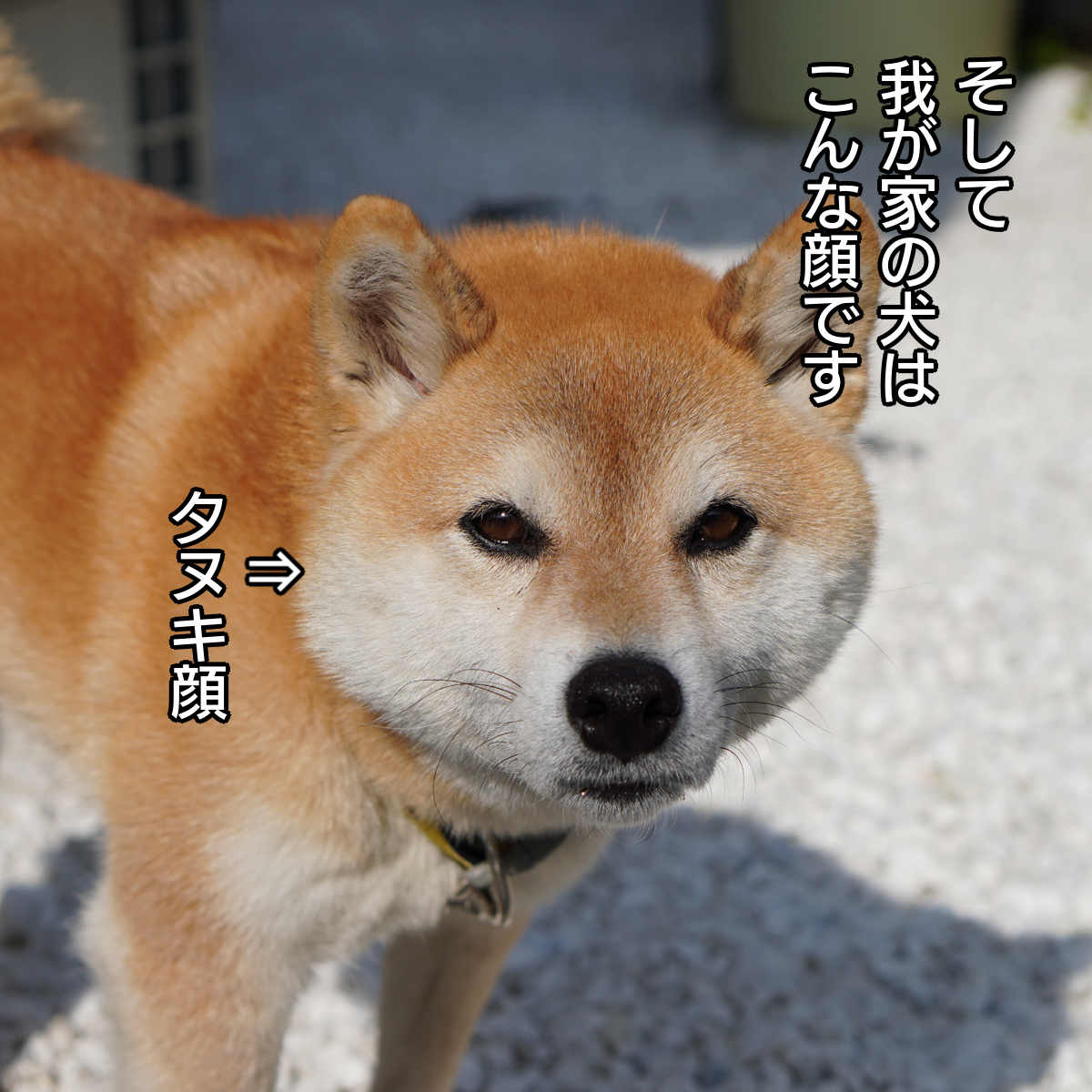 f:id:zutarou:20200226214402p:plain