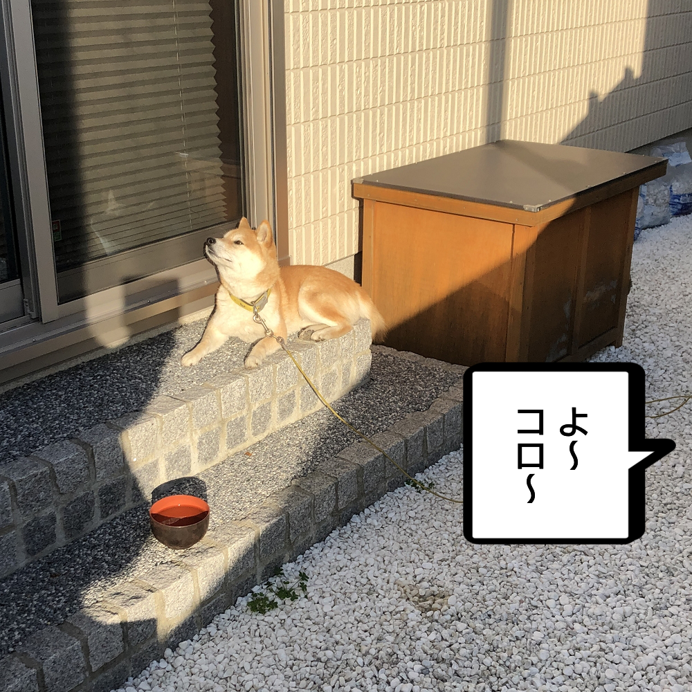 f:id:zutarou:20200311235414p:plain