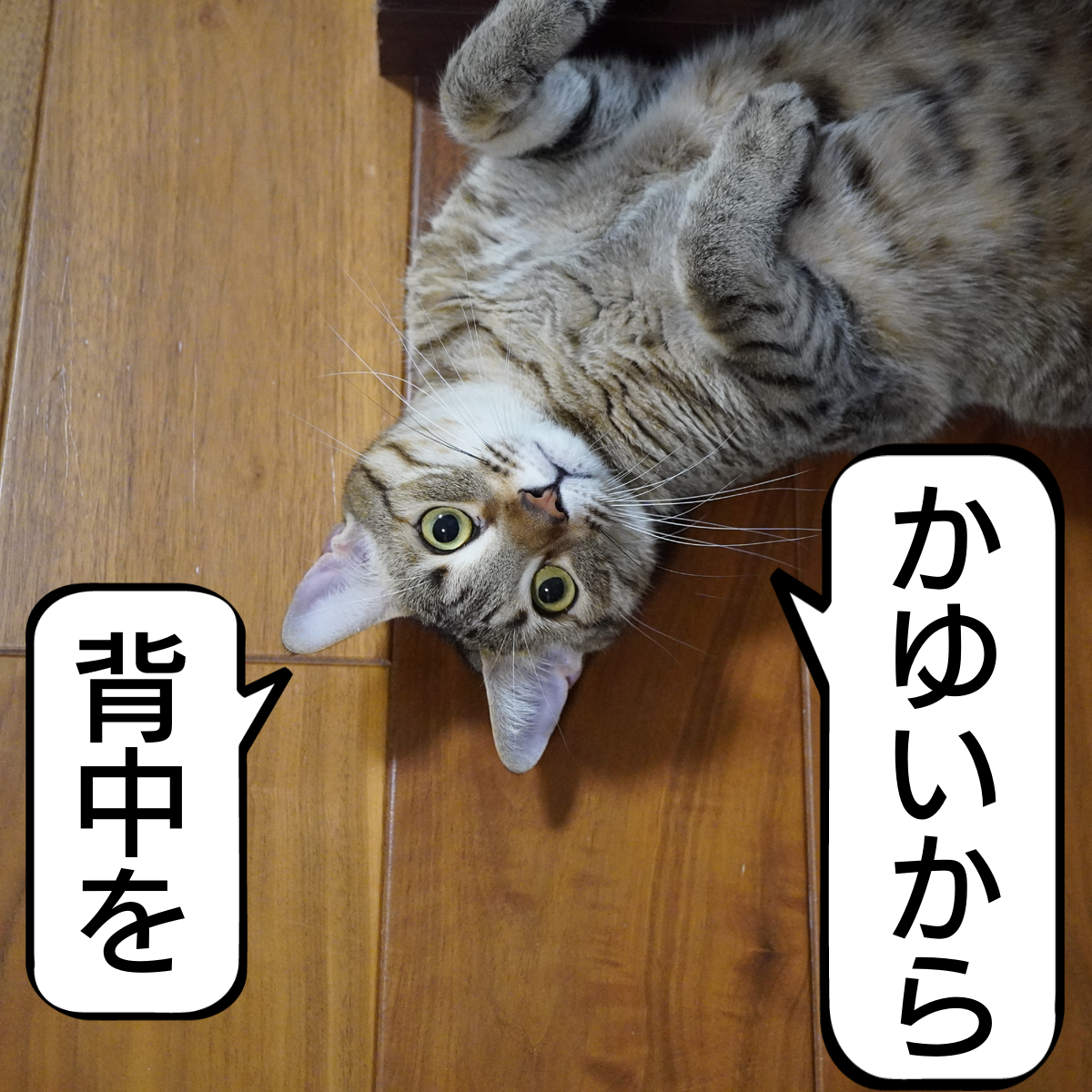 f:id:zutarou:20200311235907p:plain