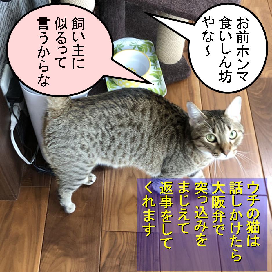 f:id:zutarou:20200315131802j:plain