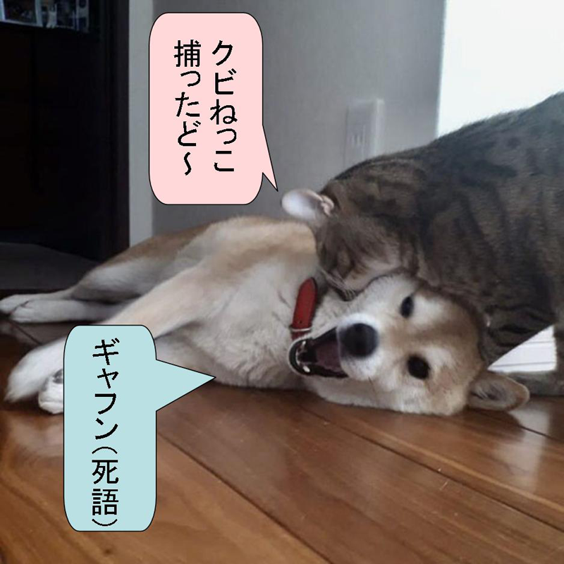 f:id:zutarou:20200315204029p:plain