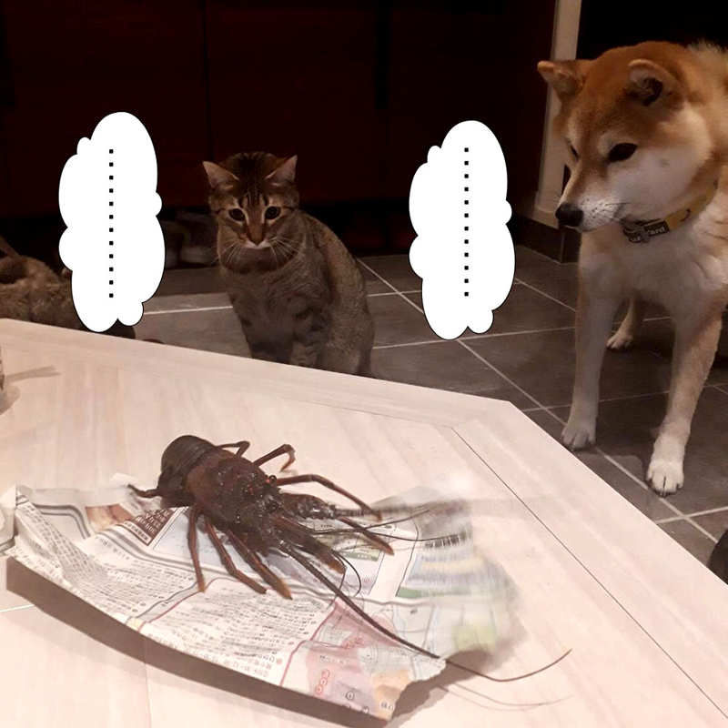 f:id:zutarou:20200315204435p:plain