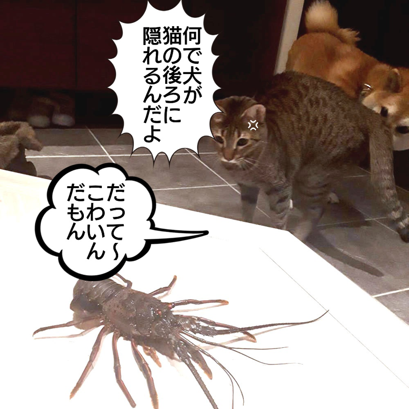 f:id:zutarou:20200315204502p:plain