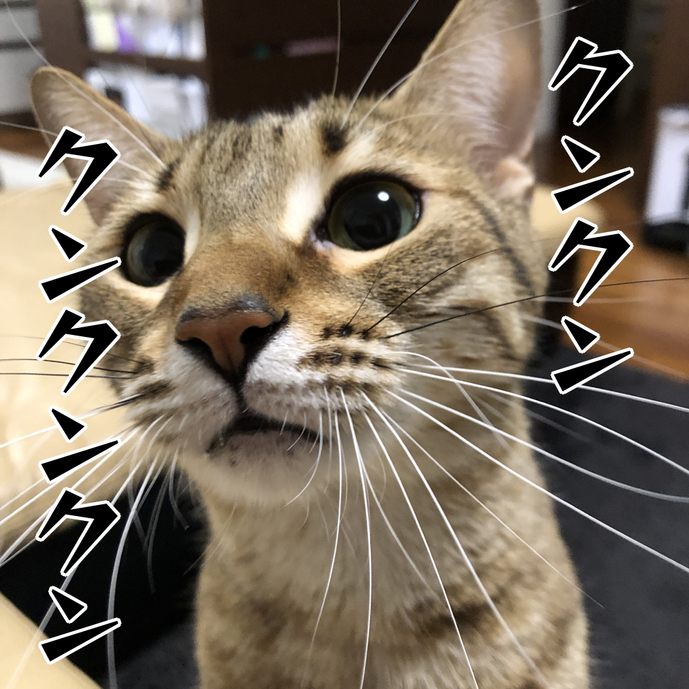 f:id:zutarou:20200315205323p:plain