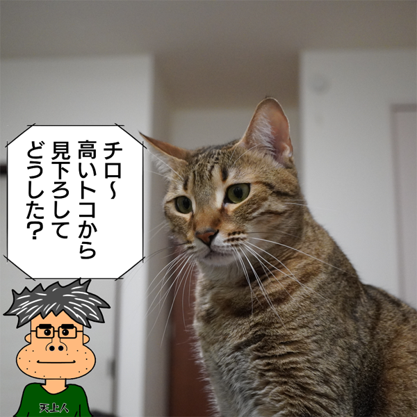 f:id:zutarou:20200519232307p:plain