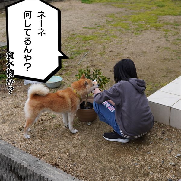 犬と猫の４コマ漫画 再放送2 キンカン イヌとネコの4コマ写真漫画