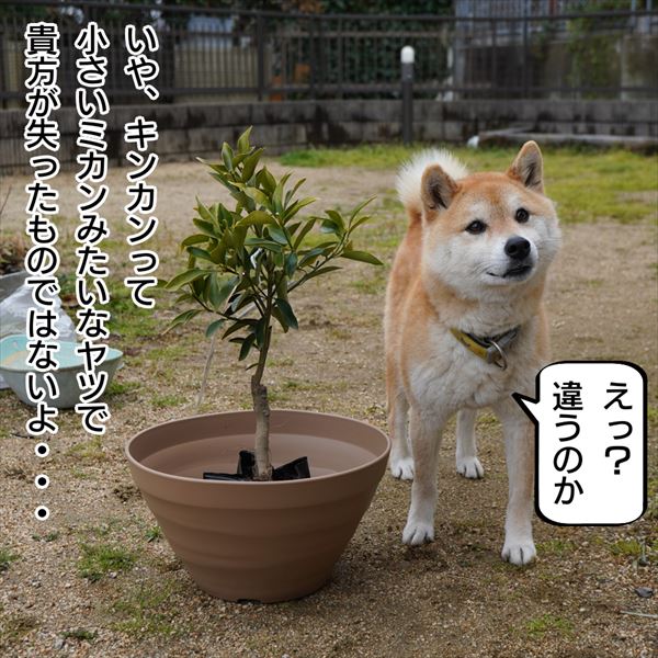 犬と猫の４コマ漫画 再放送2 キンカン イヌとネコの4コマ写真漫画