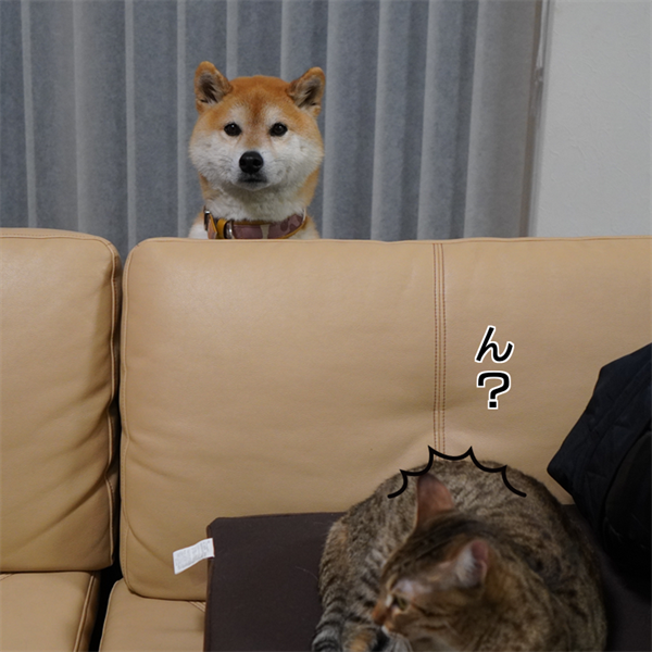 f:id:zutarou:20210115234339p:plain