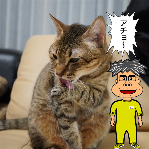 f:id:zutarou:20210221212824p:plain