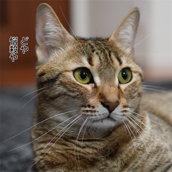 f:id:zutarou:20210221231042p:plain