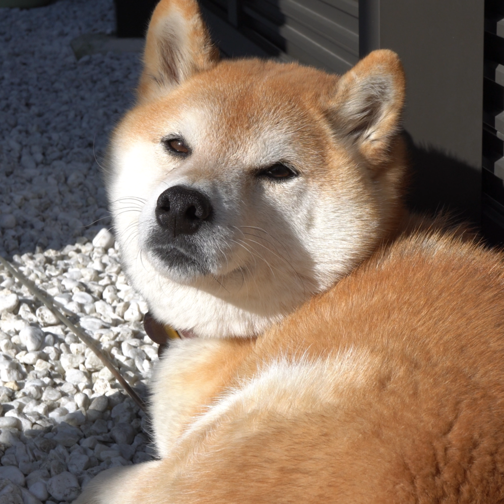 f:id:zutarou:20211205213021p:plain