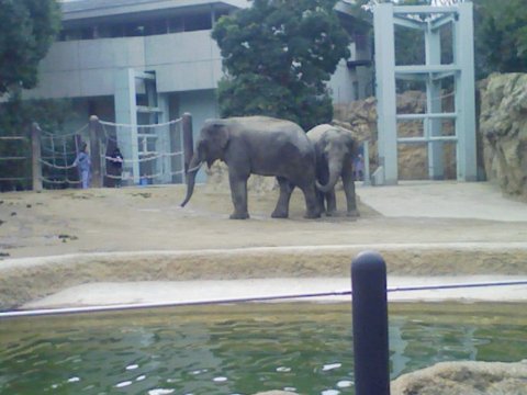 [上野][ゾウ]