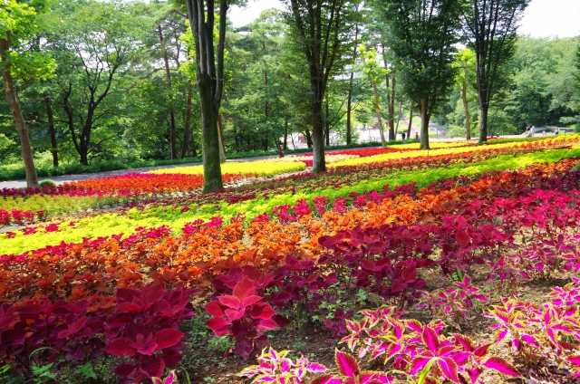 森林公園のイメージ画像