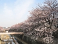 [風景][花]石神井川の桜並木