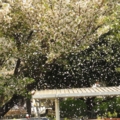 [風景]桜吹雪