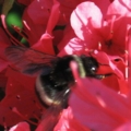 [花][昆虫]ツツジとマルハナバチ