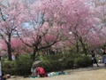 [風景]桜吹雪@聖地公園