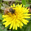 [昆虫]蜜を吸うミツバチ