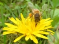 [昆虫]蜜を吸うミツバチ