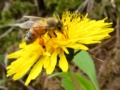 [昆虫]蜜を吸うミツバチ